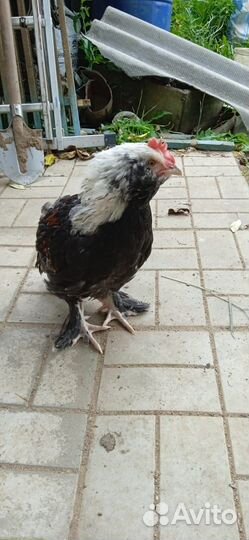 Петушки Виандот, фавероль лососевая, маран