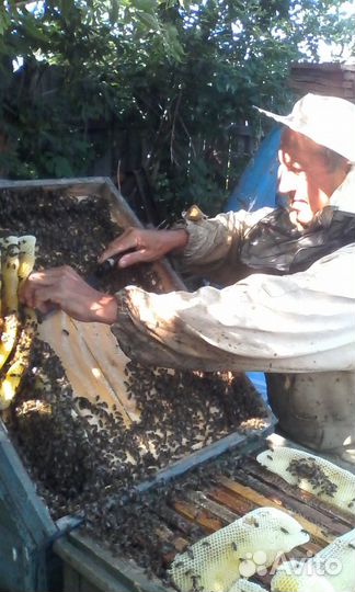Продаю пчелосемьи