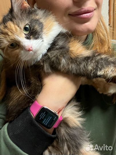 Трехцветная пушистая кошка ласковая