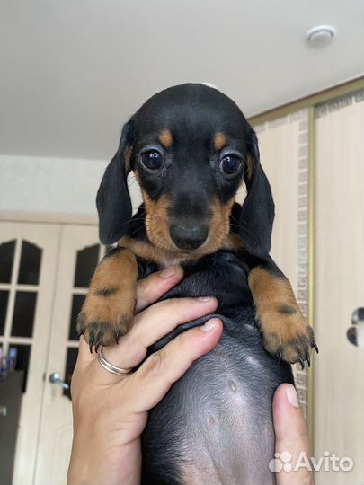 Щенки мелкой таксы