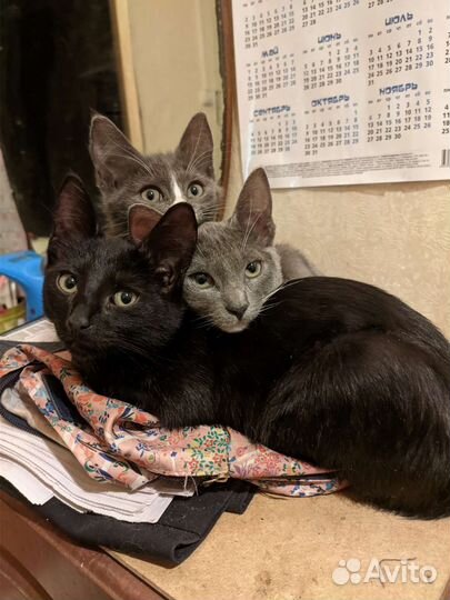 Котята в добрые руки
