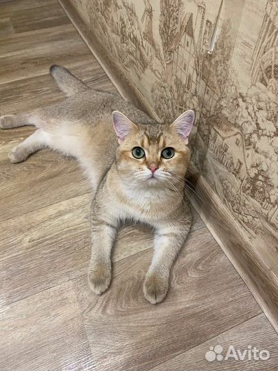 Британская золотая шиншилла