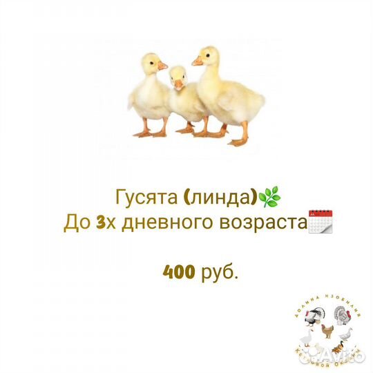 Утята, индоутята, гусята, индюшата