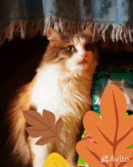 Кошка Эльза, 1,5 года, стерилизована