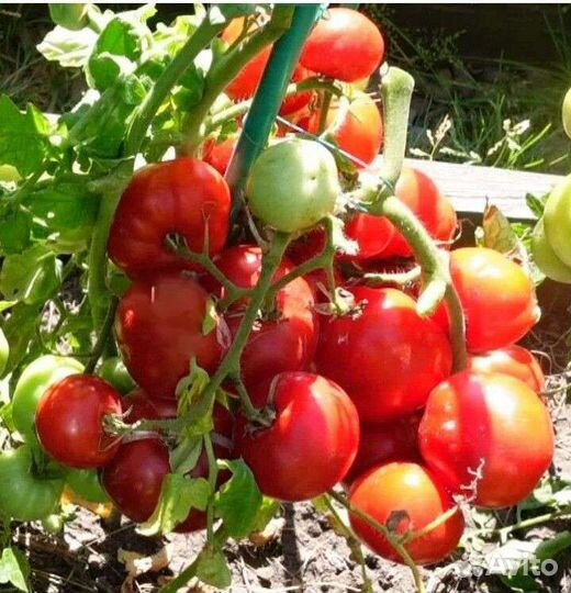 Выстрел (семена)