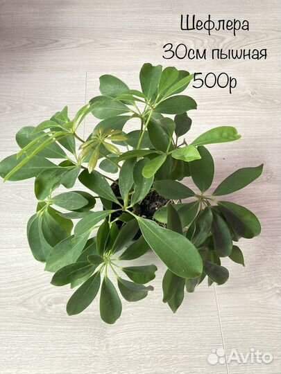 Шефлера пеперомия каладиум монстера