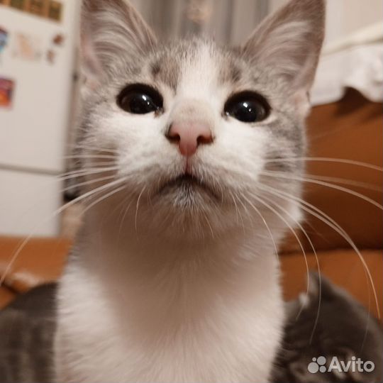 Кошки в дар