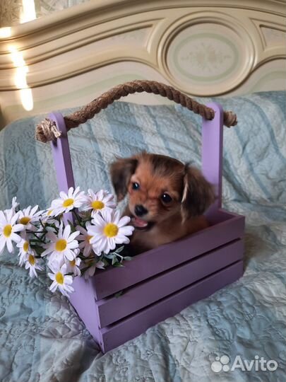 Уникальная девочка Chipoo