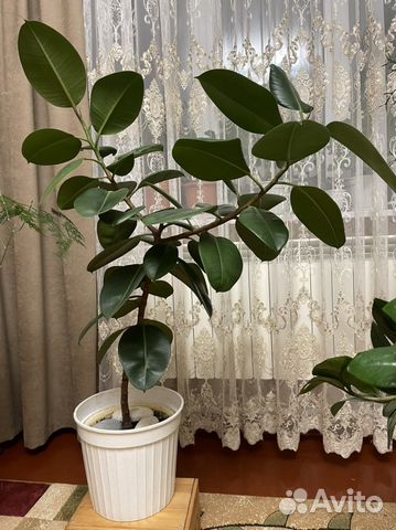 Фикус каучуконосный