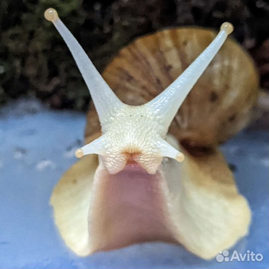 Улитка Ахатина Фулика (альбино) Лечебная / Питомец