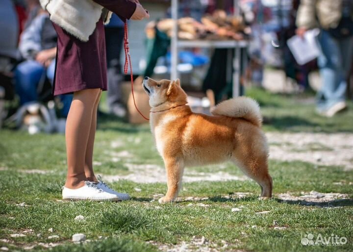 Щенок Сиба Ину