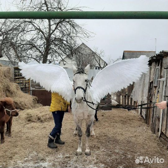 Прокат на лошадях