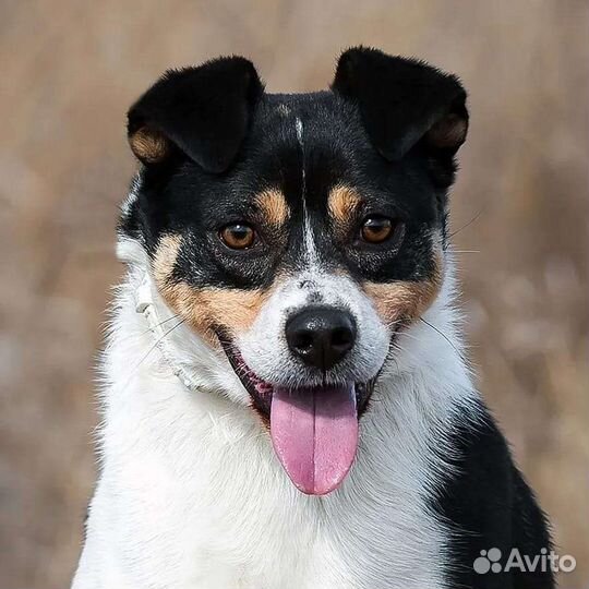 Красавчик Макс ищет дом (собака в добрые руки)