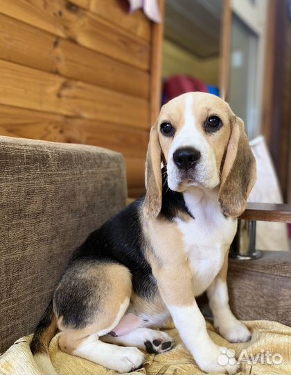 Бигль девочка