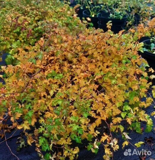 Стефанандра