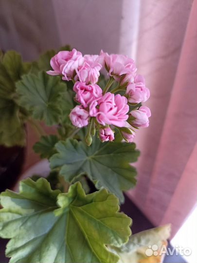 Пеларгония герань