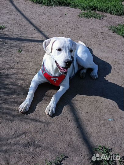 Лабрадор девочка