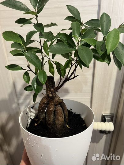 Фикус микрокарпа гинсенг