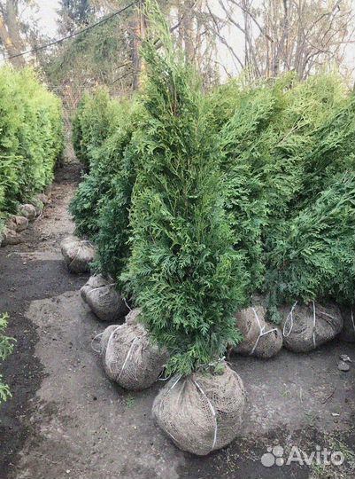 Туя смарагд 1 м