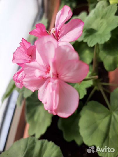 Пеларгония герань