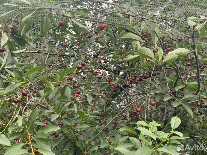 Вишня из своего сада