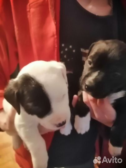 Собака амстафф