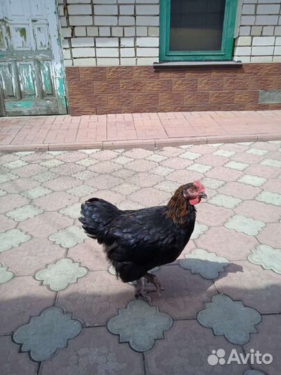 Молодые петухи