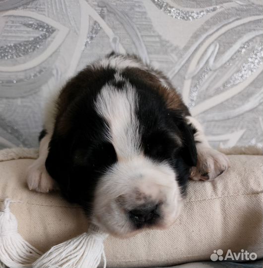 Щенки московской сторожевой