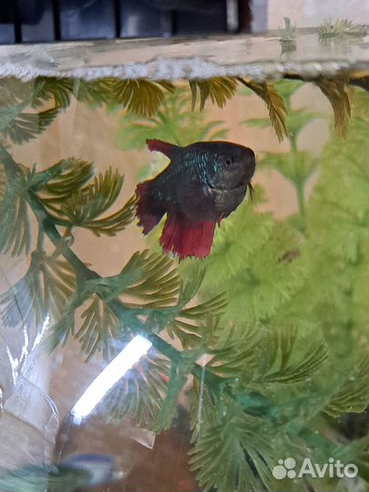 Самка петушка Дельта (курочка)