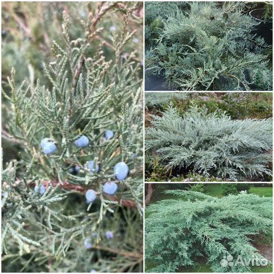 Можжевельник Грей Оул