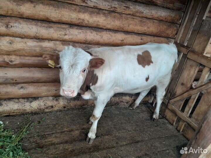 Телята симменталы