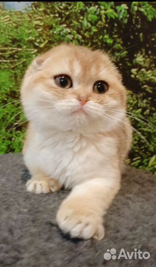 Шотландские вислоухие котята