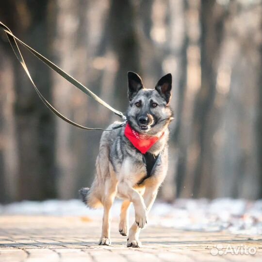 Собака волчонок Реми в дар