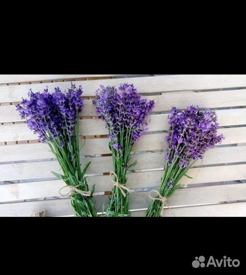Лаванда букет