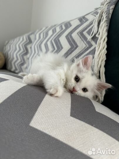 Кошечка в добрые руки