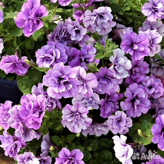 Вегетативная петуния