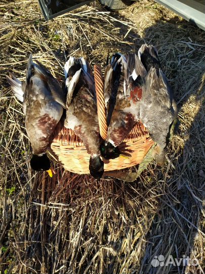 Подсадные утки