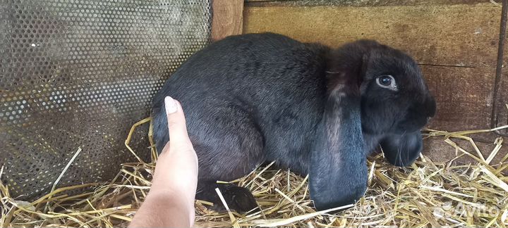 Французкий баран