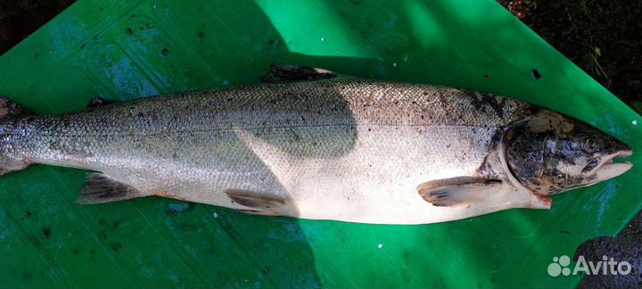 Семга дикая