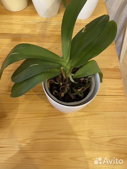 Орхидеи фаленопсис 5 штук