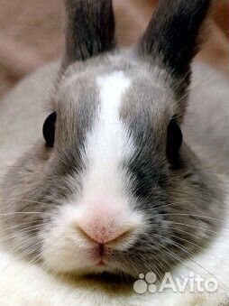 Кролики мясных пород