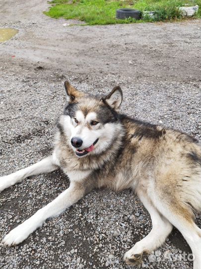 Аляскинский маламут