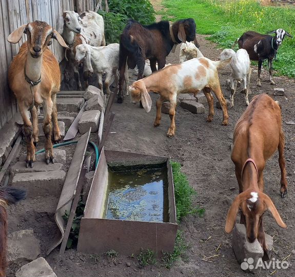 Козы Козёл Козлята