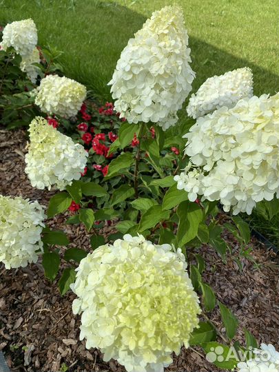 Гортензия метельчатая. Саженцы 1 и 2х летние