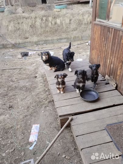 Отдам бесплатно щенки маленькой породы в хорошие