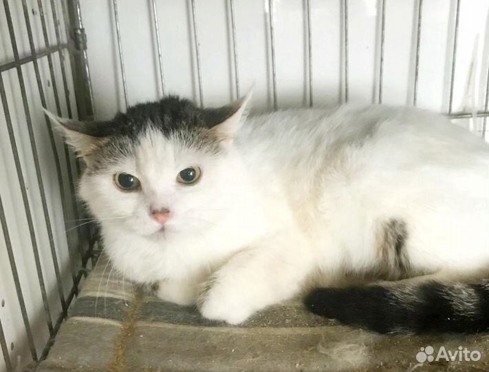 Кошка сиротка Букля два года не выходит из клетки