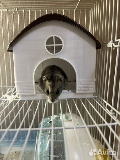 Клетка для хомяка