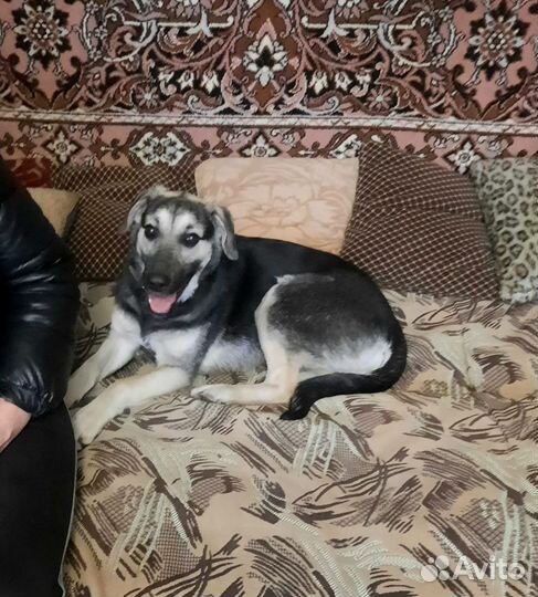 Умница Герда