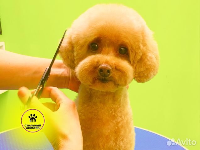 Курсы груминга в Сочи