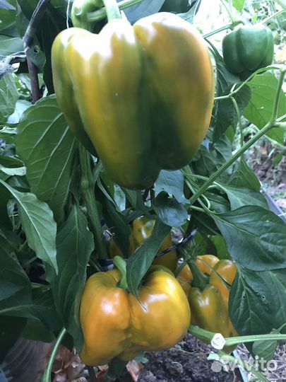 Сладкий желтый перец